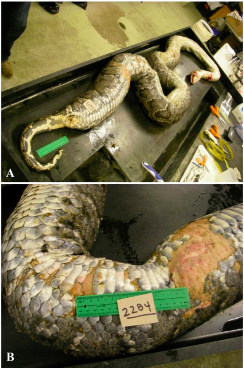 El cadáver de la pitón de Birmania. Imagen: S. M. Boback et al., 2016